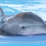 Movie Review: Dolphin Tale