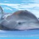 Movie Review: Dolphin Tale