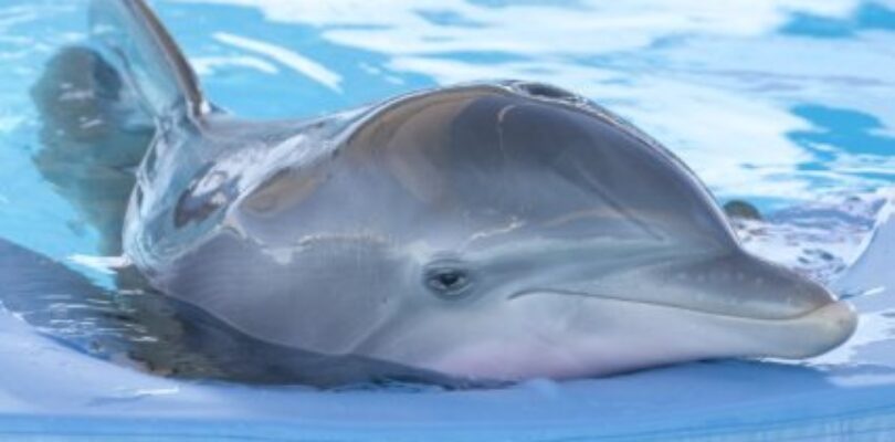 Movie Review: Dolphin Tale