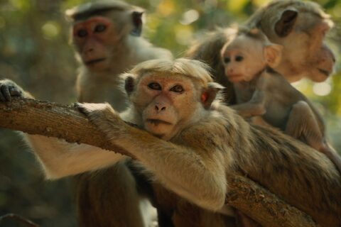 Monkey Kingdom
