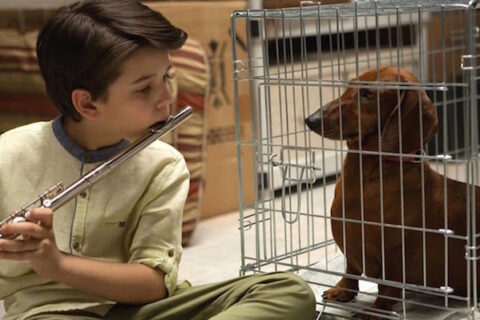 Wiener-Dog