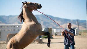 Matthias Schoenaerts in The Mustang