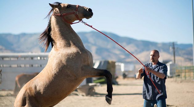 Matthias Schoenaerts in The Mustang