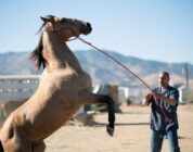 Matthias Schoenaerts in The Mustang