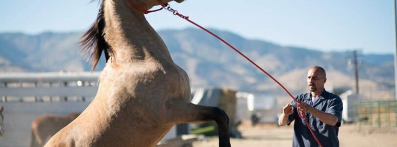 Matthias Schoenaerts in The Mustang
