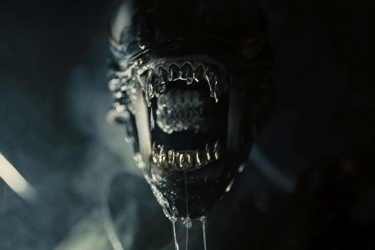 Xenomorph in "Alien: Romulus."